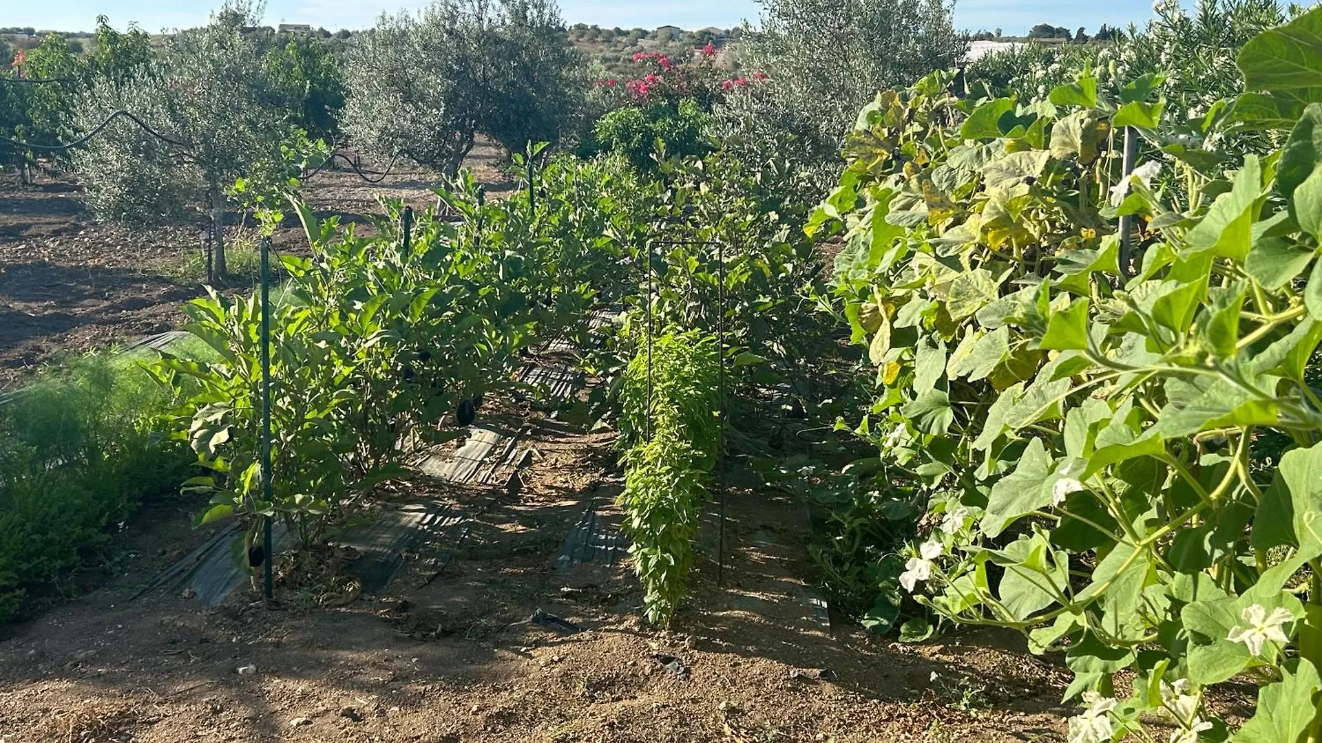 Baglio Il Gelso E L'Ulivo Appartamento Il Fico Noto Lägenhet